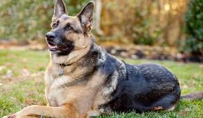 內地烈犬咬死途人案 主人辯解「唔關我事，狗咬的」法院咁判夠唔夠？