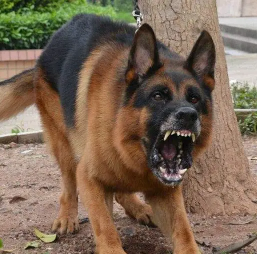 內地烈犬咬死途人案 主人辯解「唔關我事，狗咬的」法院咁判夠唔夠？