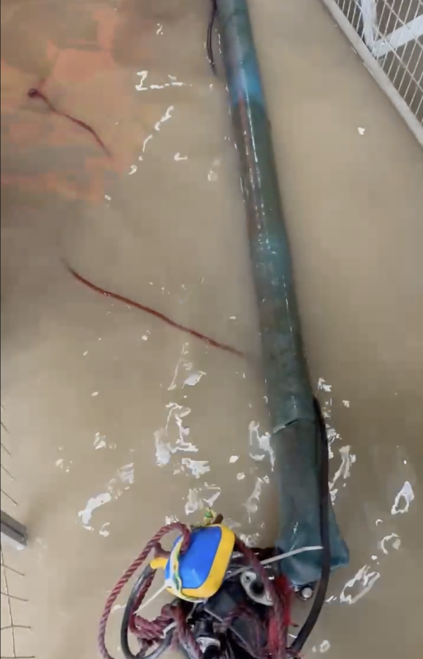 暴雨將狗舍變澤國 渠務署迅速援助160隻浸水狗狗 網民大讚窩心並慷慨捐款