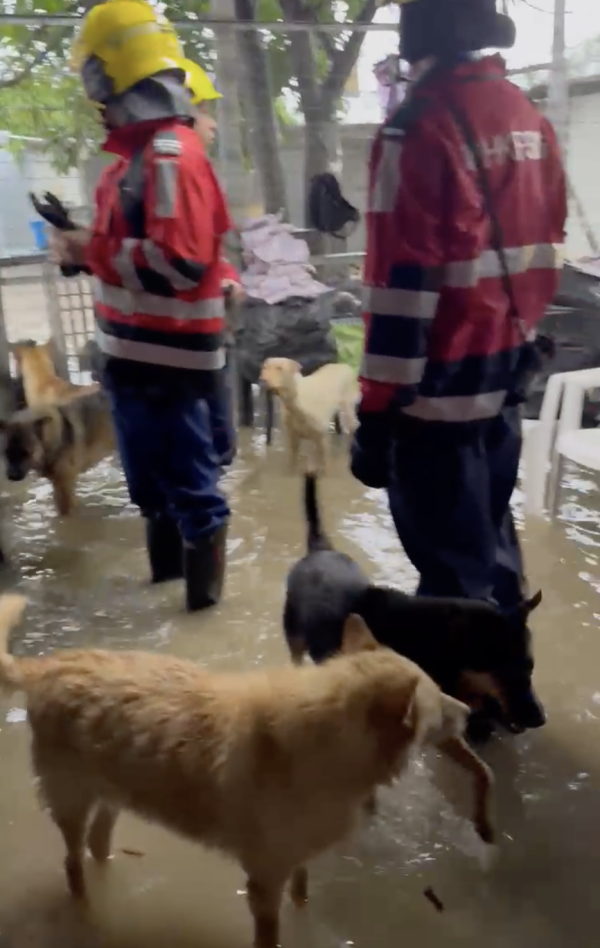 暴雨將狗舍變澤國 渠務署迅速援助160隻浸水狗狗 網民大讚窩心並慷慨捐款