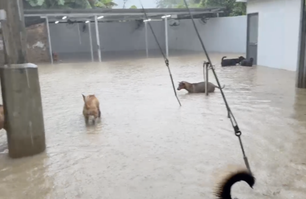 暴雨將狗舍變澤國 渠務署迅速援助160隻浸水狗狗 網民大讚窩心並慷慨捐款