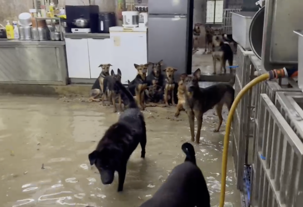 暴雨將狗舍變澤國 渠務署迅速援助160隻浸水狗狗 網民大讚窩心並慷慨捐款
