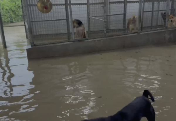 暴雨將狗舍變澤國 渠務署迅速援助160隻浸水狗狗 網民大讚窩心並慷慨捐款