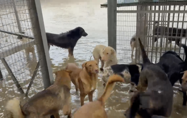 暴雨將狗舍變澤國 渠務署迅速援助160隻浸水狗狗 網民大讚窩心並慷慨捐款