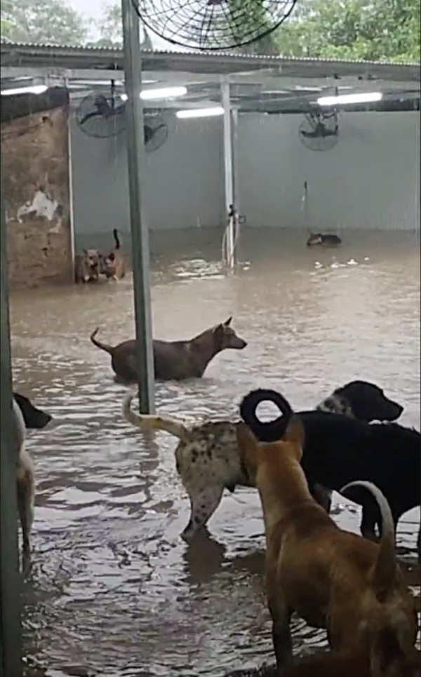 暴雨將狗舍變澤國 渠務署迅速援助160隻浸水狗狗 網民大讚窩心並慷慨捐款