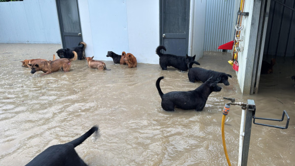 暴雨將狗舍變澤國 渠務署迅速援助160隻浸水狗狗 網民大讚窩心並慷慨捐款