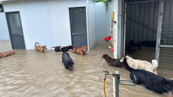 暴雨將狗舍變澤國 渠務署迅速援助160隻浸水狗狗 網民大讚窩心並慷慨捐款