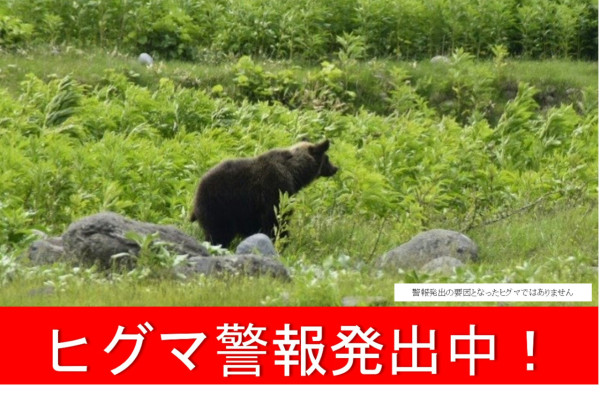 日本各地頻傳棕熊出沒事件！東京釣客遭攻擊 北海道農田西瓜被啃食 