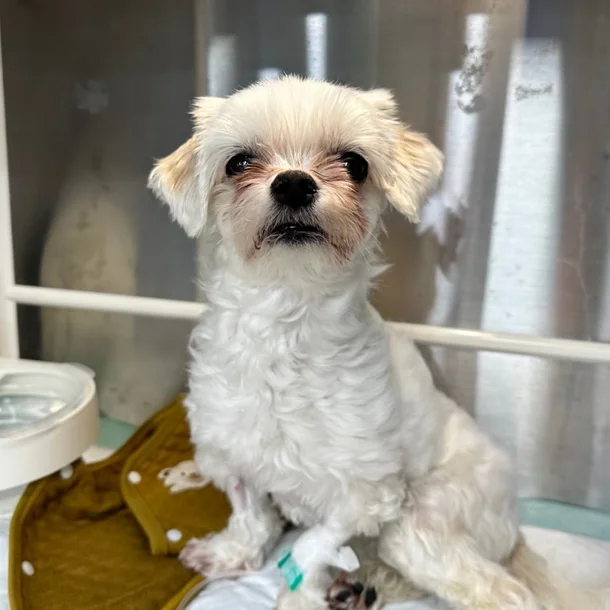 餐廳雪櫃竟藏活狗驚動警方！店主被轟虐畜+引食安爭議反心酸喊：我們養了11年啊...