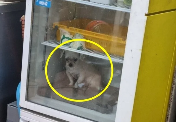 餐廳雪櫃竟藏活狗驚動警方！店主被轟虐畜+引食安爭議反心酸喊：我們養了11年啊...