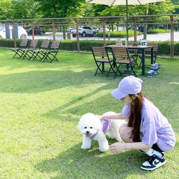 養比熊犬Leon(圖片來源：IG@rachel_mypark)