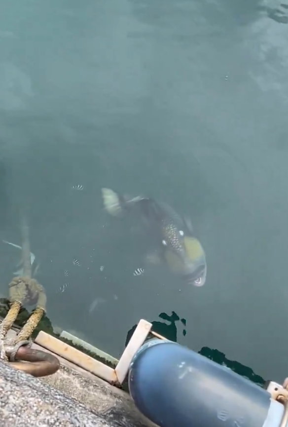 泰國海灘「致命隱形殺手」！專家警告遭此生物螫到嚴重恐喪命！即學保命3招救人自救 