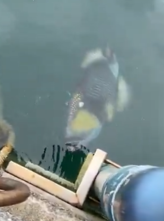 泰國海灘「致命隱形殺手」！專家警告遭此生物螫到嚴重恐喪命！即學保命3招救人自救 