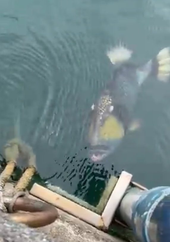 泰國海灘「致命隱形殺手」！專家警告遭此生物螫到嚴重恐喪命！即學保命3招救人自救 