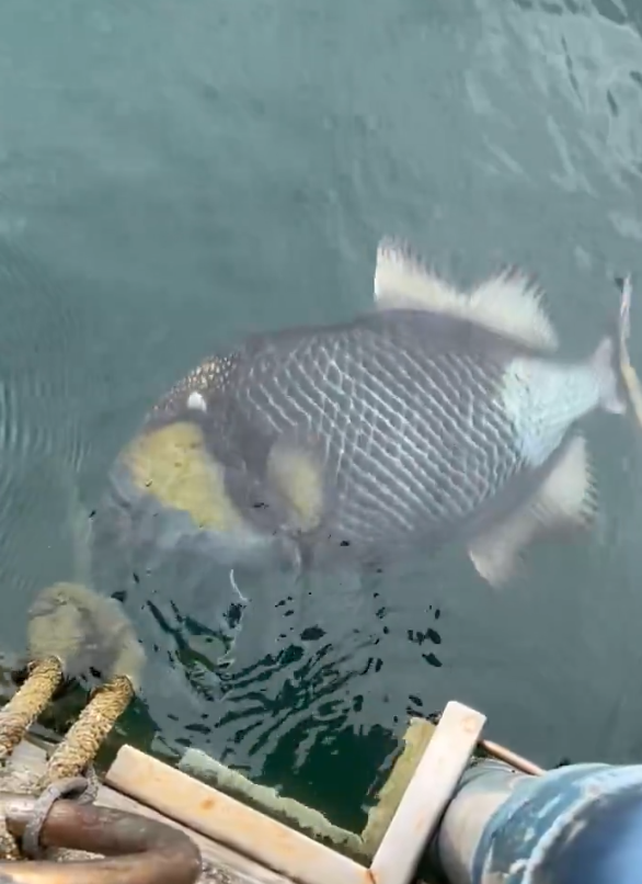 泰國海灘「致命隱形殺手」！專家警告遭此生物螫到嚴重恐喪命！即學保命3招救人自救 