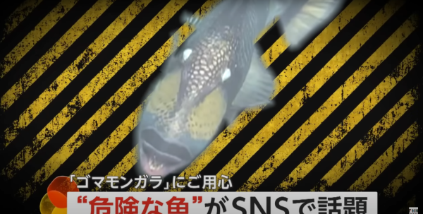 泰國海灘「致命隱形殺手」！專家警告遭此生物螫到嚴重恐喪命！即學保命3招救人自救 