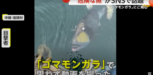 泰國海灘「致命隱形殺手」！專家警告遭此生物螫到嚴重恐喪命！即學保命3招救人自救 