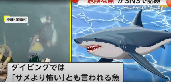 泰國海灘「致命隱形殺手」！專家警告遭此生物螫到嚴重恐喪命！即學保命3招救人自救 