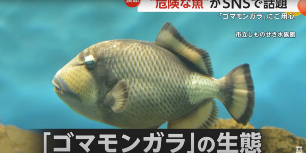 泰國海灘「致命隱形殺手」！專家警告遭此生物螫到嚴重恐喪命！即學保命3招救人自救 