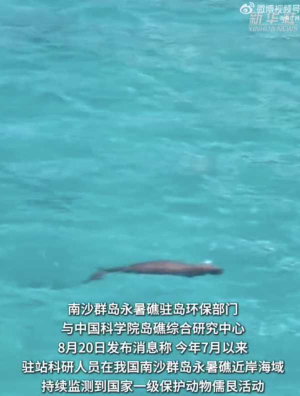 「美人魚」現身內地南沙群島?國家一級保護動物「儒艮」罕有畫面曝光!