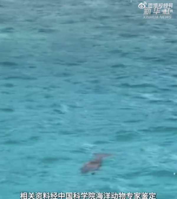 「美人魚」現身內地南沙群島?國家一級保護動物「儒艮」罕有畫面曝光!