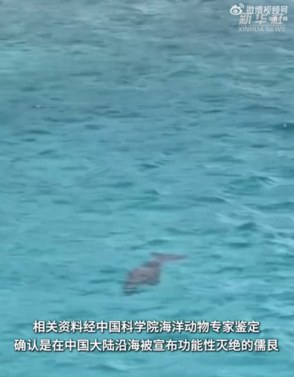 「美人魚」現身內地南沙群島?國家一級保護動物「儒艮」罕有畫面曝光!