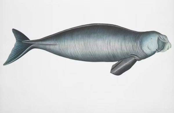 國家一級保護動物「儒艮」(unsplash) 國家一級保護動物「儒艮」(unsplash)