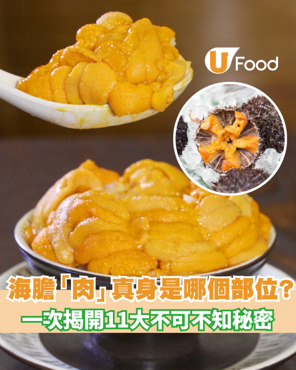 【海膽營養】探索海膽秘密！11個揭開海膽營養與食用注意事項