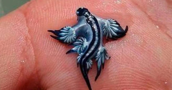 泰國海灘「致命隱形殺手」！專家警告遭此生物螫到嚴重恐喪命！即學保命3招救人自救 