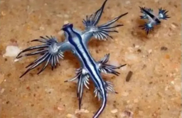 泰國海灘「致命隱形殺手」！專家警告遭此生物螫到嚴重恐喪命！即學保命3招救人自救 