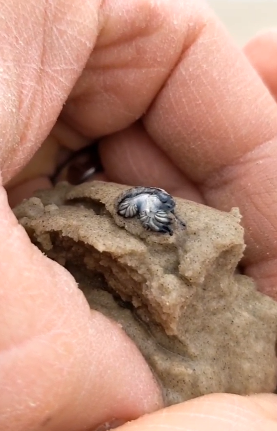 泰國海灘「致命隱形殺手」！專家警告遭此生物螫到嚴重恐喪命！即學保命3招救人自救 