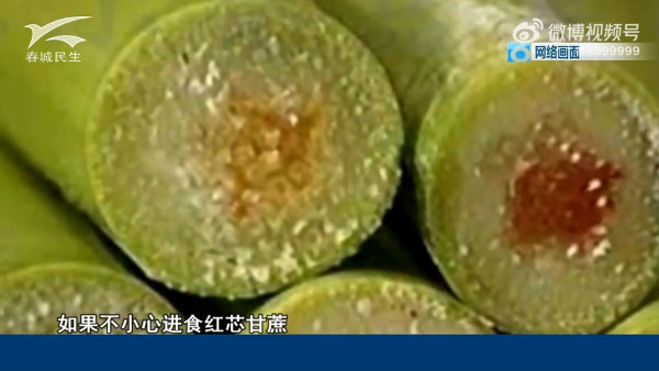 深圳夜市黑幕|路邊攤收檔食材變「老鼠自助餐」? 超噁心相片曝光 內媒揭3大衛生隱憂