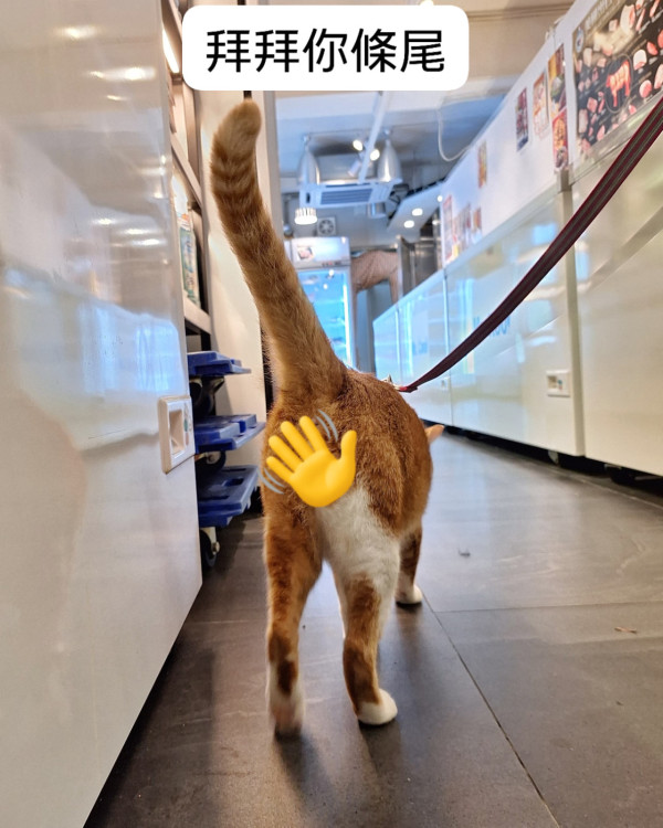 Mr.cool凍肉舖全線結業！曾獲良心業主兩度減租  業主：淨係電費都兩皮