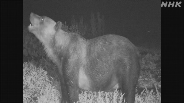 日本各地頻傳棕熊出沒事件！東京釣客遭攻擊 北海道農田西瓜被啃食 