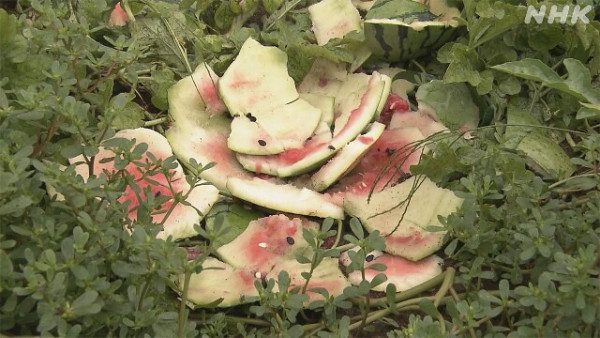 日本各地頻傳棕熊出沒事件！東京釣客遭攻擊 北海道農田西瓜被啃食 