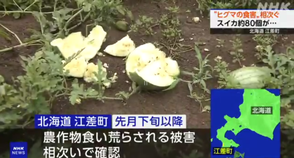 日本各地頻傳棕熊出沒事件！東京釣客遭攻擊 北海道農田西瓜被啃食 