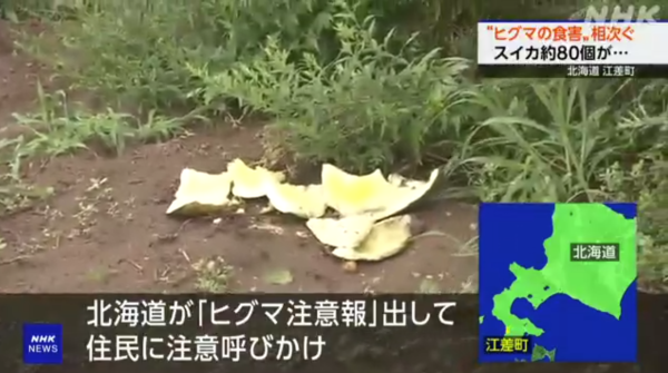 日本各地頻傳棕熊出沒事件！東京釣客遭攻擊 北海道農田西瓜被啃食 