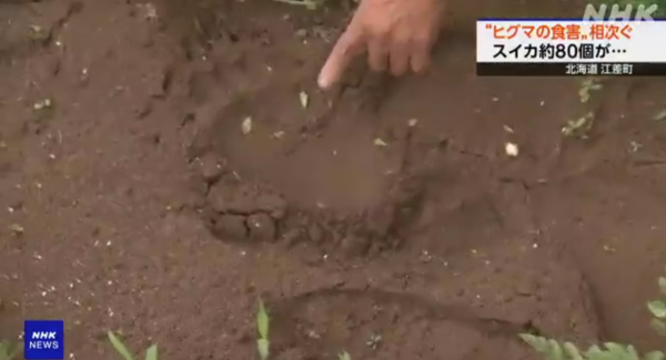 日本各地頻傳棕熊出沒事件！東京釣客遭攻擊 北海道農田西瓜被啃食 