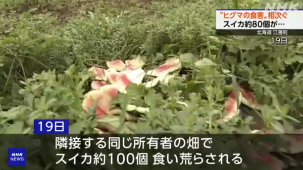 日本各地頻傳棕熊出沒事件！東京釣客遭攻擊 北海道農田西瓜被啃食 