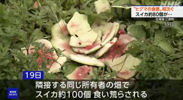 日本各地頻傳棕熊出沒事件！東京釣客遭攻擊 北海道農田西瓜被啃食 