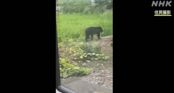 日本各地頻傳棕熊出沒事件！東京釣客遭攻擊 北海道農田西瓜被啃食 