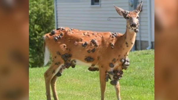 驚見科學怪兔、變異鹿全身腫塊駭人！專家呼籲保持距離勿接觸 