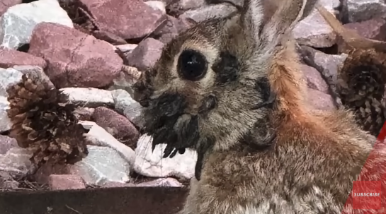 釣魚驚見橙色鯊魚！罕見橙身+白色眼睛 研究人員分析原因 