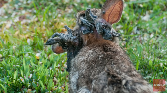 釣魚驚見橙色鯊魚！罕見橙身+白色眼睛 研究人員分析原因 