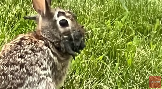 釣魚驚見橙色鯊魚！罕見橙身+白色眼睛 研究人員分析原因 