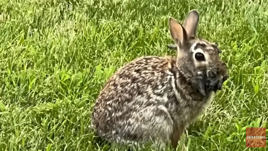 驚見科學怪兔、變異鹿全身腫塊駭人！專家呼籲保持距離勿接觸 