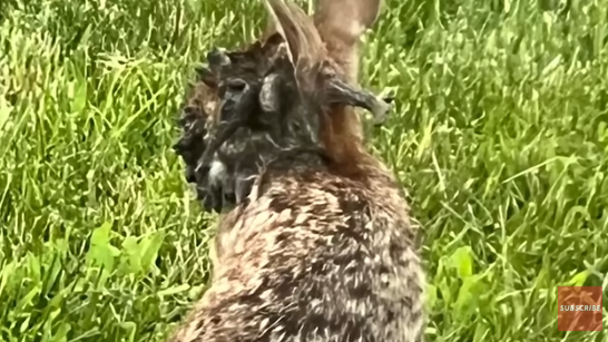 釣魚驚見橙色鯊魚！罕見橙身+白色眼睛 研究人員分析原因 