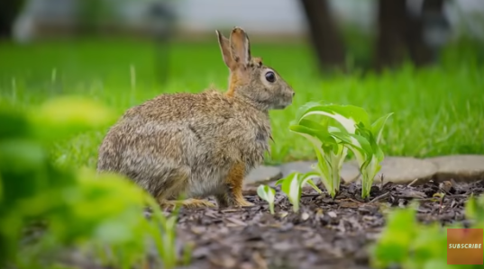 釣魚驚見橙色鯊魚！罕見橙身+白色眼睛 研究人員分析原因 
