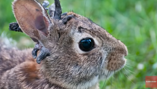 釣魚驚見橙色鯊魚！罕見橙身+白色眼睛 研究人員分析原因 