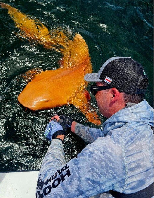 釣魚驚見橙色鯊魚！罕見橙身+白色眼睛 研究人員分析原因 